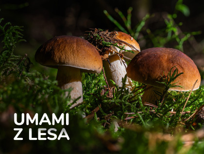 Umami z lesa